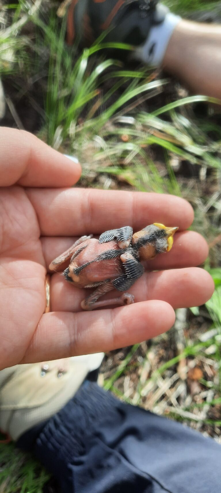 Applying Research Methods